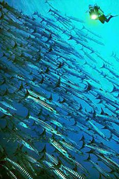 PNG - liveaboard FEBRINA - barracudas - COMPOSING > diver... by Manfred Bail 
